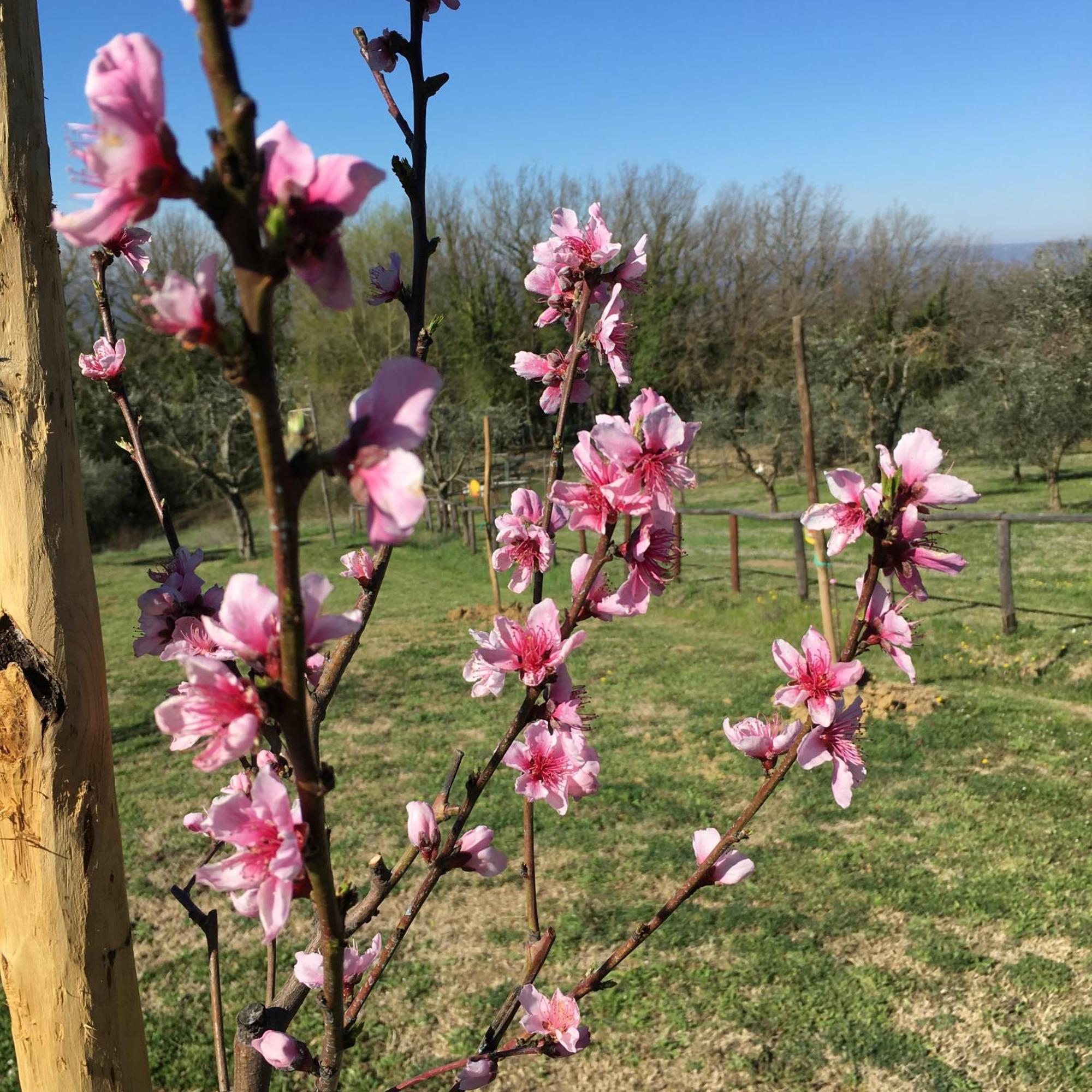 Agriturismo Podere Dell' Olmo Amelia Exteriör bild