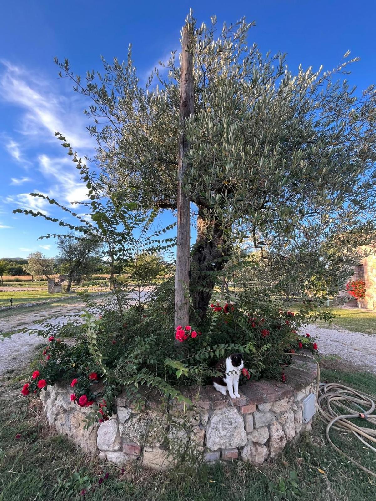 Agriturismo Podere Dell' Olmo Amelia Exteriör bild